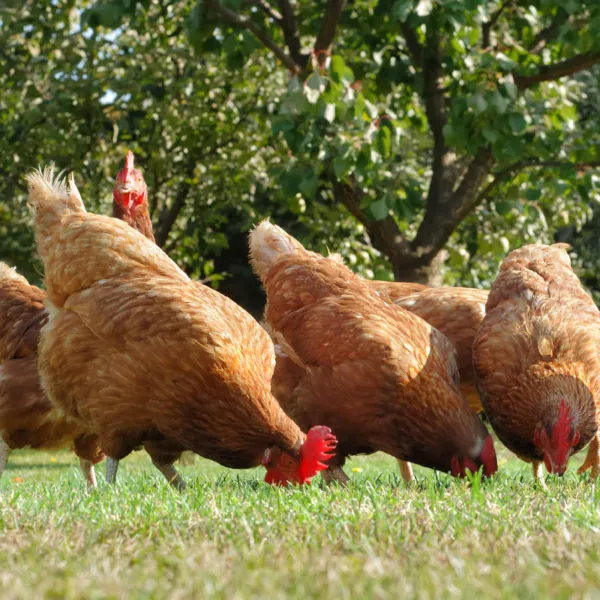 Billy’s Woodland eggs