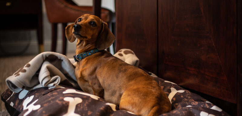 Dog friendly breaks in Cheltenham