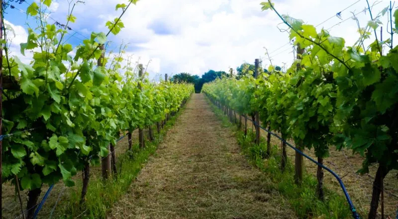 Woodchester Valley Vineyard