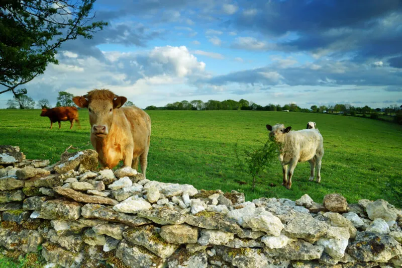 Cows at Cotswolds Farm Park